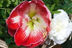 red amaryllis blossom