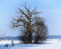 individual leafless tree in winter