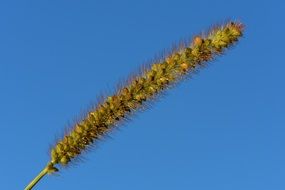 Grasses Nature