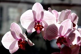 orchid flowers close-up on blurred background