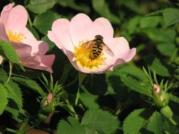 bee on a pink wild rose flower