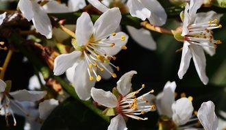 white spring bloom of trees close up