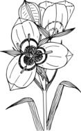 tigridia, painted blooming flower