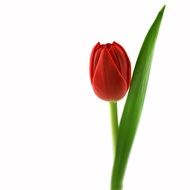 Tulip Red Blossom drawing
