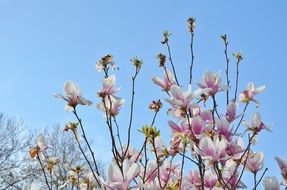 Beautiful colorful flowering tree at blue sky background in spring