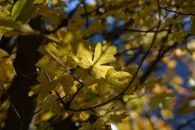 yellow leaves on an autumn tree in a park