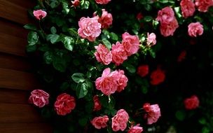 most beautiful Flower rose