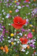 red Poppies among colorful Flowers on Meadow