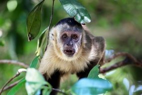 Capuchin monkey on tree