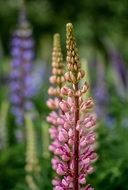 pale pink lupine on a blurred background