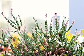 ornamental plant with pink flowers in the garden