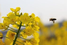 rape for bees