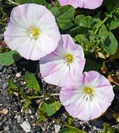 White-violet flowers in a garden