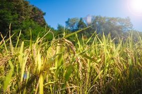 rice field in bright sunlight close up