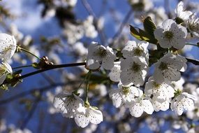 white cherry flowers with bright stamens