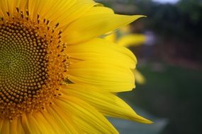 picturesque yellow Sunflower