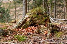 The root of the tree in green moss in the forest