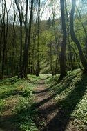 Green Harztor Spring Landscape