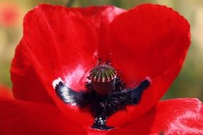 Poppy Blossom Flower inside macro