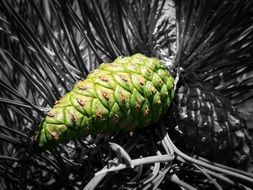 green pine cone