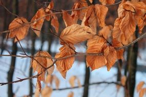 dried leaves on a tree in Denmark