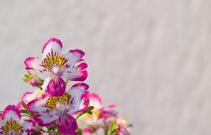 blooming Schizanthus, butterfly flower, fringeflower, poor-man's-orchid at beige background