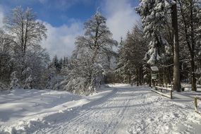 Snowy road through Wintry forest