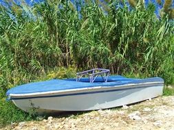 blue boat among green bamboo