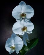 delicate white orchid flowers