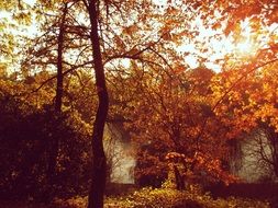 incredibly handsome Autumn Landscape