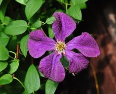 purple clematis flower with green leaves on the ground