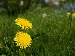 Yellow dandelion flower garden plant