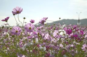 picturesque pink flowers