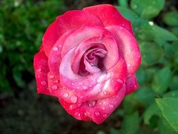 Water droplets on the pink rose flower