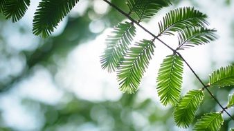 branch with green leaves in the sunlight