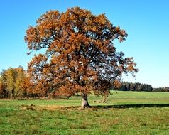 lonely tree in autumn coloring