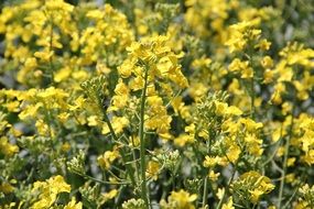 rapeseed field on a sunny day
