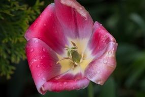 Pink tulip bud and water drops