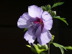 light purple mallow in bright sun close up