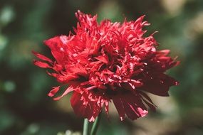stunning Poppy Red