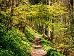 forest trail for relaxation