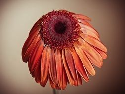 withered gerbera flower