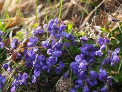 closeup view of tiny violets in spring