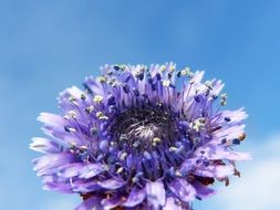 purple forest flower
