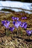 purple crocus flowers in Tatry