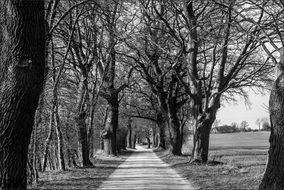 black and white photo of avenue in Mecklenburg