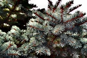 branch of blue spruce against the sky