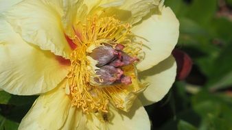 Flower Hairy Yellow