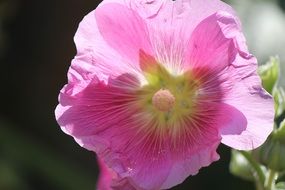 pink petunia in bright sun close up