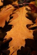 picturesque Maple Leaves
